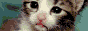 Pet sites